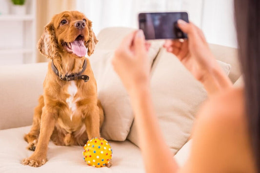 What is a Pet Influencer?